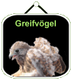 maincam greifvoegel